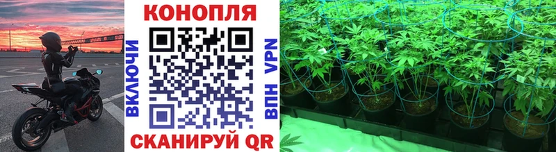 Бошки Шишки план  Купить где  Полярный 